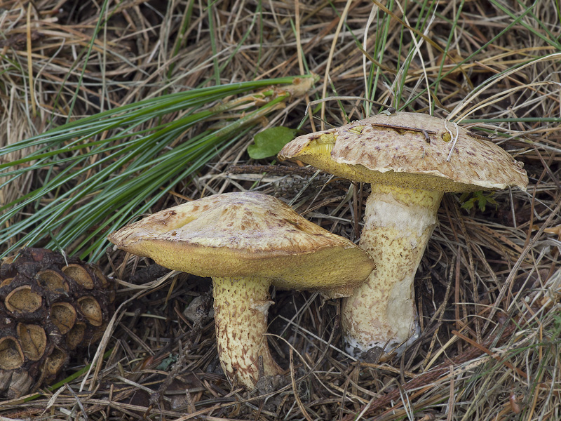 Suillus sibiricus